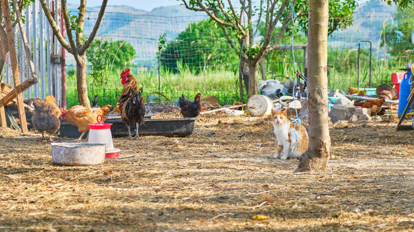 Friendly cat pet in a chickens paddock on a rural farm - Animals scene. Location: Greci village, Macin mountains, Dobrogea, Romania.
