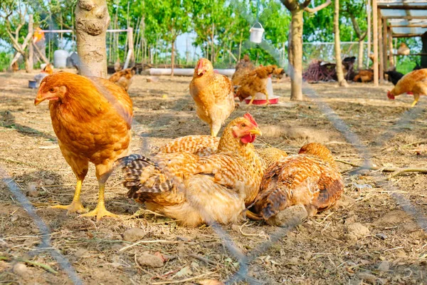 Csirkék Gallus Gallus Domesticus Egy Paddock Ban Amely Piszokban Meleg — Stock Fotó