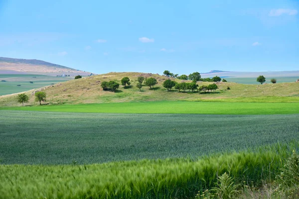 Tarımsal yeşil buğday ve çavdar tarlaları, katmanlar üzerinde görüntülenen, uzak bir tepeüzerinde izole ağaçların bir grup ile, pastel renklerde. Parlak mavi gökyüzü.
