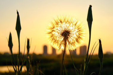 Dandelion (Taraxacum) güneş tarafından arkadan aydınlatmalı, Bükreş, Romanya, arka planda Bina siluetleri ile Vacaresti Doğa Parkı (Delta Vacaresti yakınında).