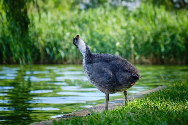 在罗马尼亚布加勒斯特一个城市湖的岸边 年轻的欧亚库特 富里卡 阿特拉 寻找食肉动物 这些鸟类在欧洲 澳大利亚和非洲部分地区被发现 — 图库照片