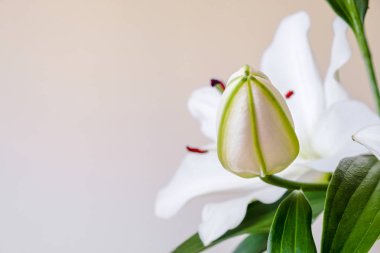 Beyaz zambak tomurcuk sol metin için boşluk, pembe açık gri/mercan degrade arka plan-odak yığılmış. Saflık ve Hıristiyanlık için konsept.