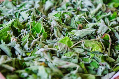 Limon Balm (Melissa officinalis) çay kurutmak için yaprakları. Konsept ev yapımı, Bio çay, sağlıklı yaşam.