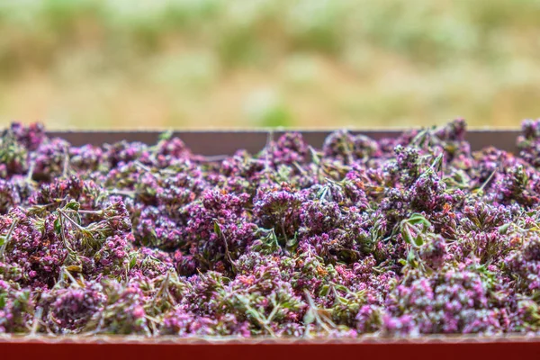 Kekik (Origanum vulgare) kurutmak, çay için madde olarak. Ev yapımı, sağlıklı yaşam için biyo maddeler. Yukarıdaki metin için alan.