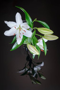 Beyaz zambak şeffaf vazo, siyah cam arka planda yansıyan-dikey. Lilium Navona dünya çapında cutflower üretiminde kullanılan Beyaz lilyum bir Asyatik zambak hibrid çeşittir.