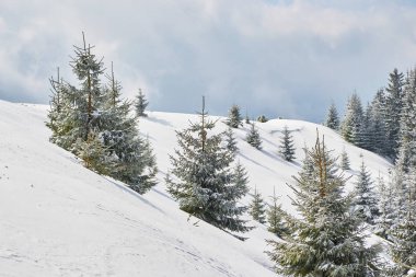 Karlı bir tepenin altında karla kaplı ladin ağaçları, bulutların arasında parlayan ışık, uzun gölgeler bırakıyor. Konum: Baiului dağları (Karpatlar 'ın bir kısmı), Romanya.