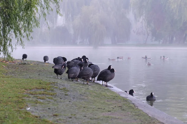 Grupp Euroasiatiska Barnsängar Som Putsar Sina Fjädrar Utkanten Stadsparksdamm Vid — Stockfoto