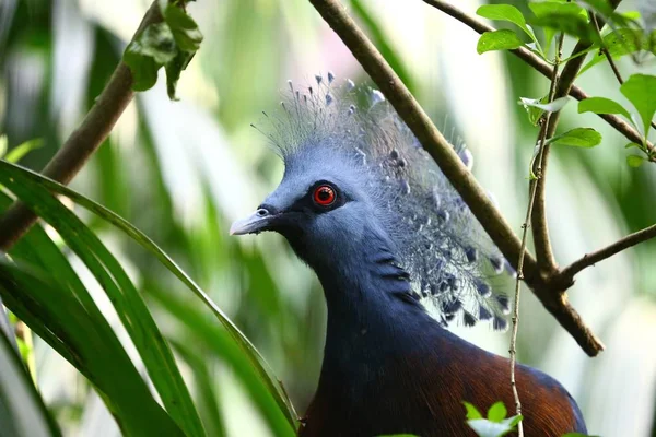 birds with green head feathers with motion blur