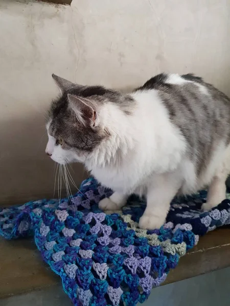 a fat cat sitting on a bench