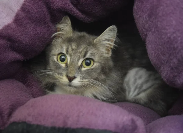 cute cat hiding inside a pillow