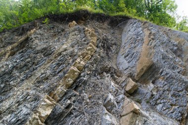   taş bir dağda ağaçlar büyümek