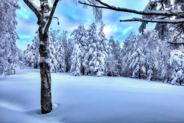 Snowy orman mavi kış manzarası