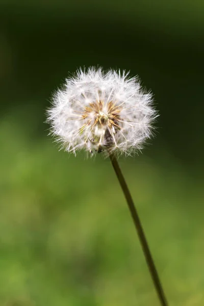 Dandelion Flower Blurry Green Grass Background — Stock Photo, Image