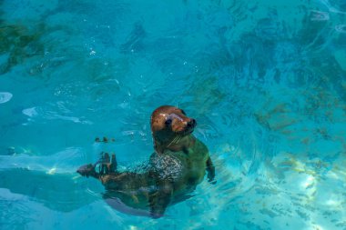 Şirin bir fok hayvanat bahçesi havuzunda yüzüyor ve dalıyor. Resim