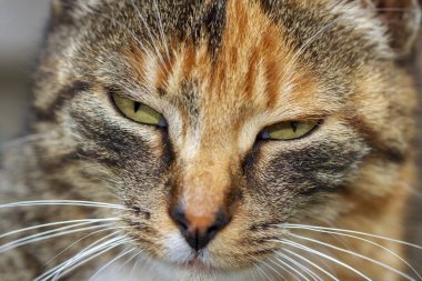 Uykulu kedi suratının yakın plan portresi..