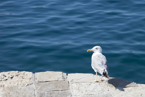 Sea gull standing on the pier on a sunny summer day.