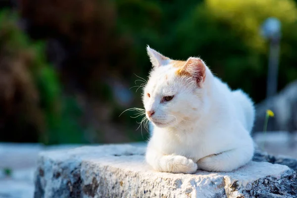 Adult White Cat Rests Sunny Rock Summer Morning — Stock Photo, Image