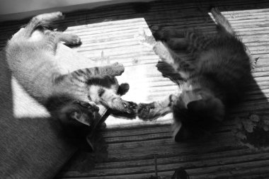  yavru kedi, siyah ve beyaz fotoğraf