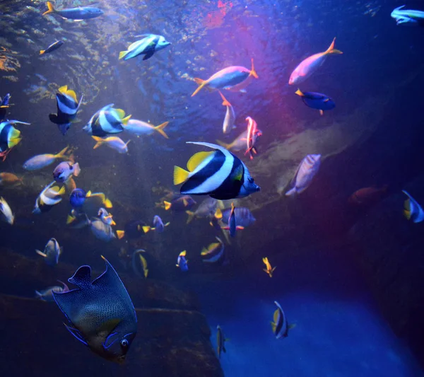 Foto Fische Aquarium — Stockfoto