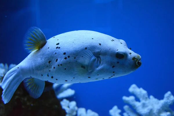 Риба Акваріумі Фото Зображення — стокове фото