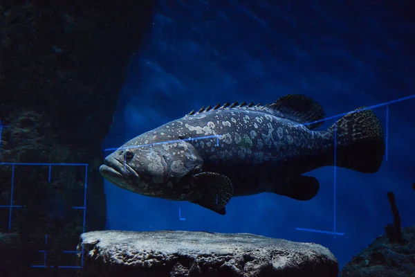 Großer Fisch Foto Bild — Stockfoto