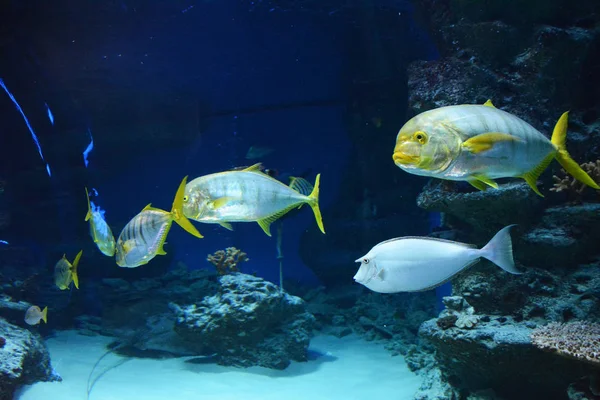 Gnistrande Exotisk Gul Fisk Fotobild — Stockfoto