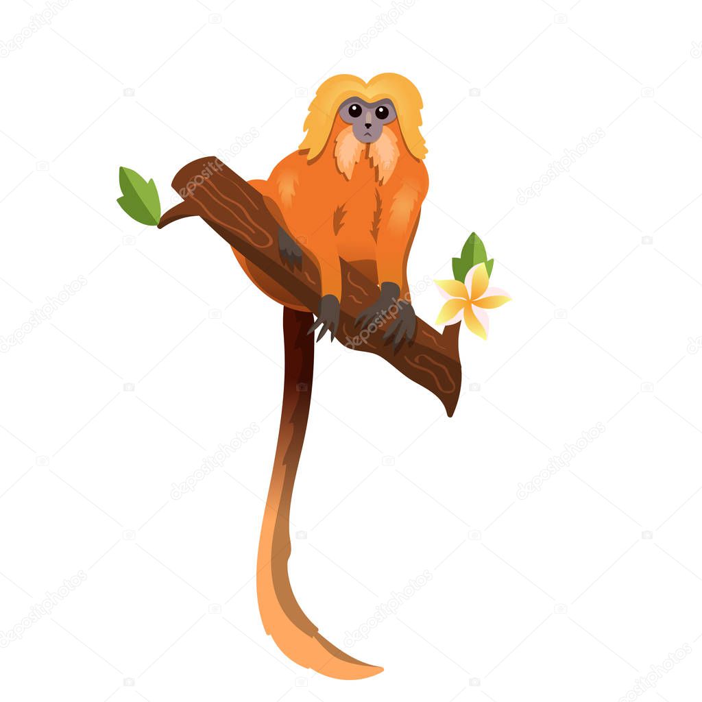 monkey golden lion tamarin on a plumeria branch isolated vector image