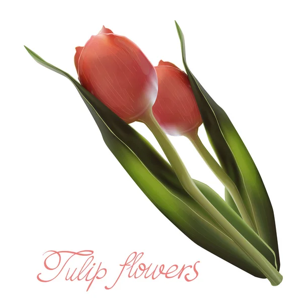 Tulipán Flor Realista. Tulipán en Vector eps10 . — Vector de stock