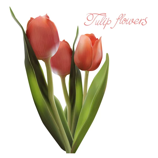 Tulipán Flor WebRealista. Tulipán en Vector eps 10 — Vector de stock