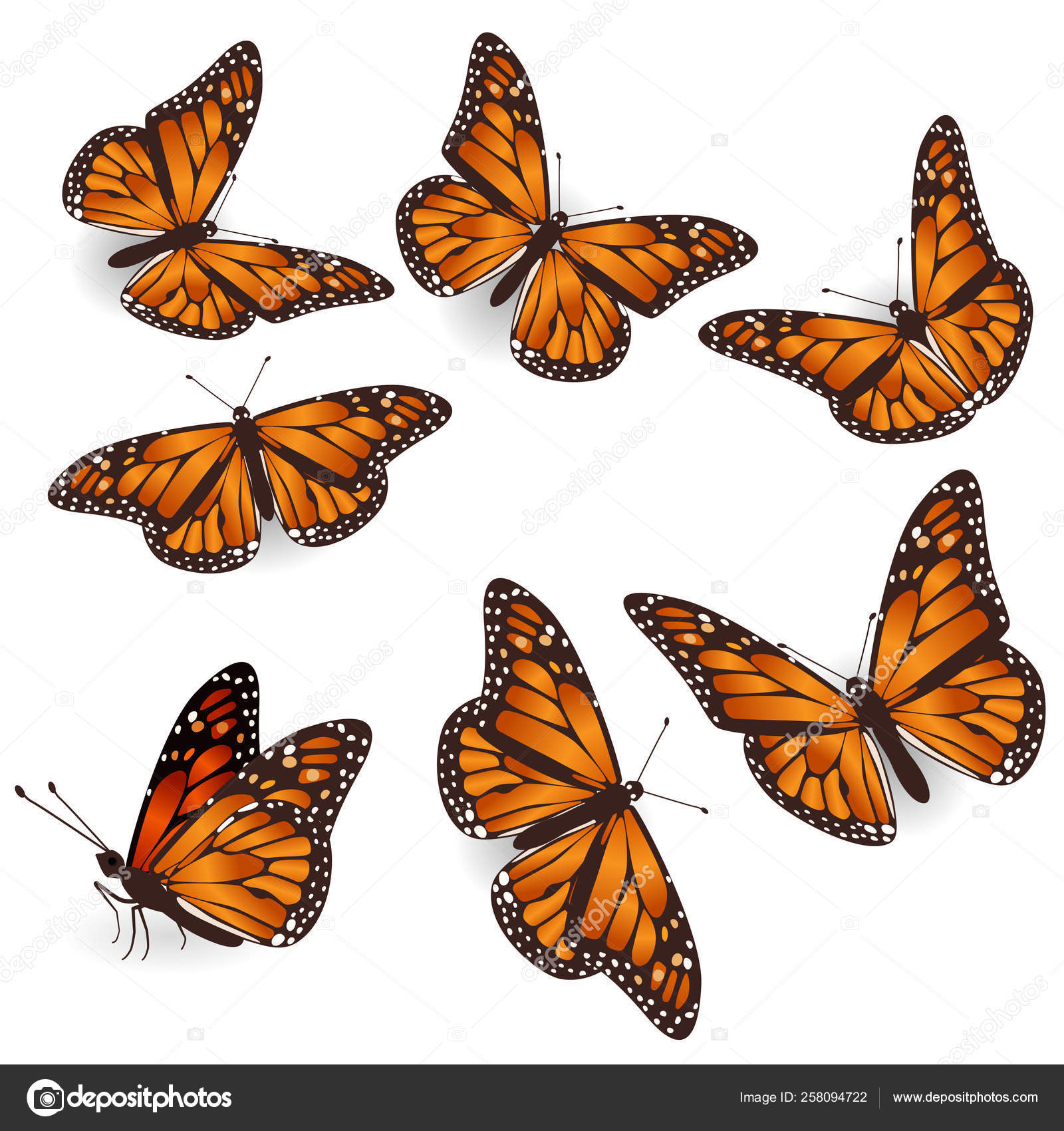 Vector Naranja Tropical Mariposas voladoras conjunto de ilustración Vector  de stock por ©burbura 258094722