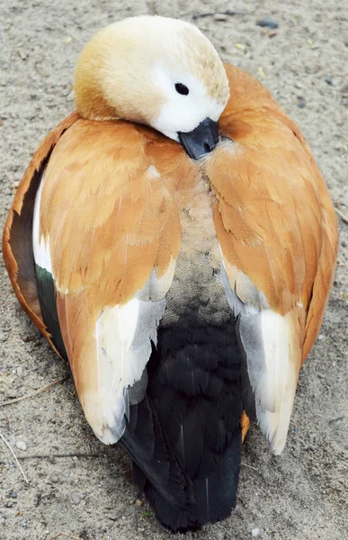 Red duck sleeping in the sand. Red duck Ogar — Stock Photo, Image