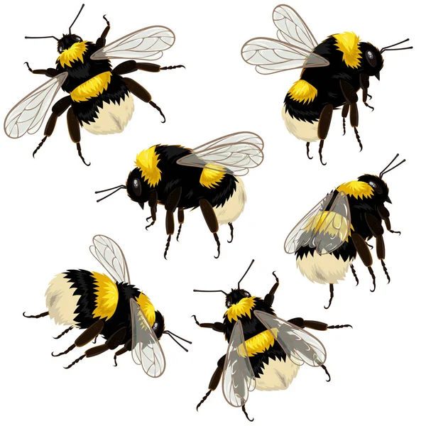 Σύνολο μέλισσες που απομονώνονται σε λευκό φόντο σε διαφορετικές γωνίες. Απεικόνιση διανυσματικών φορέων. — Διανυσματικό Αρχείο