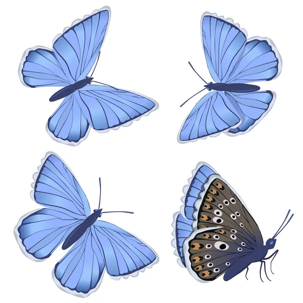 Conjunto de mariposas azules Lycaenidae aisladas sobre fondo blanco. Clipart vectorial . — Vector de stock