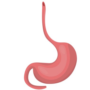 Beyaz arkaplanda izole edilmiş gerçekçi insan mide simgesi