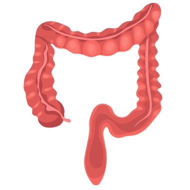 İnsan anatomisi. Büyük bağırsak. Vektör Illustration beyaz arka planda yalıtılmış.