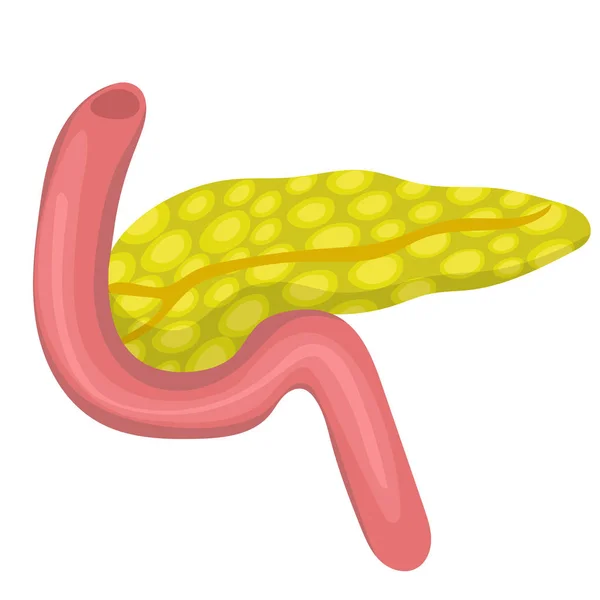 Ícone de pâncreas em estilo cartoon isolado no fundo branco. Símbolo de órgãos ilustração vetorial de estoque. — Vetor de Stock