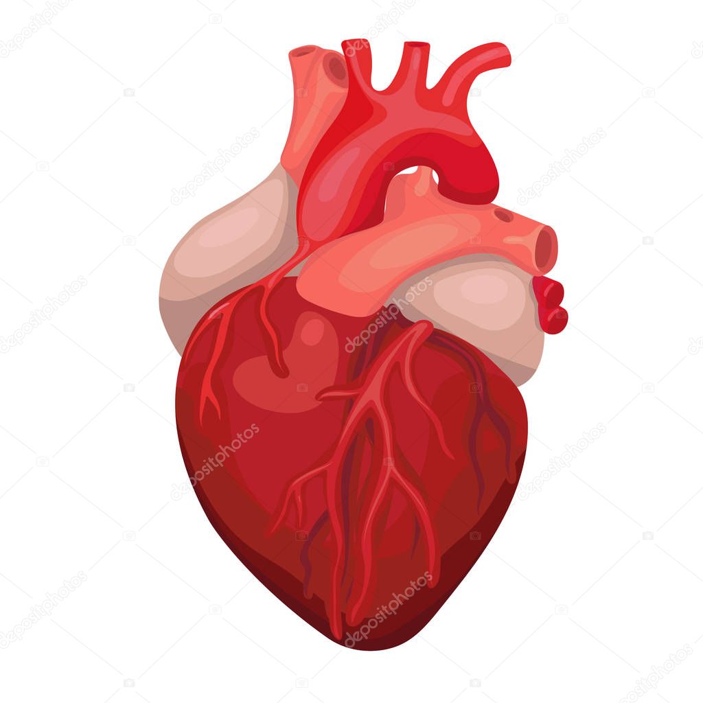 Cuore anatomico isolato. Segno del centro diagnostico cardiaco. Disegno del  cartone animato cuore umano. Immagine vettoriale . - Vettoriale Stock di  ©burbura 273727912