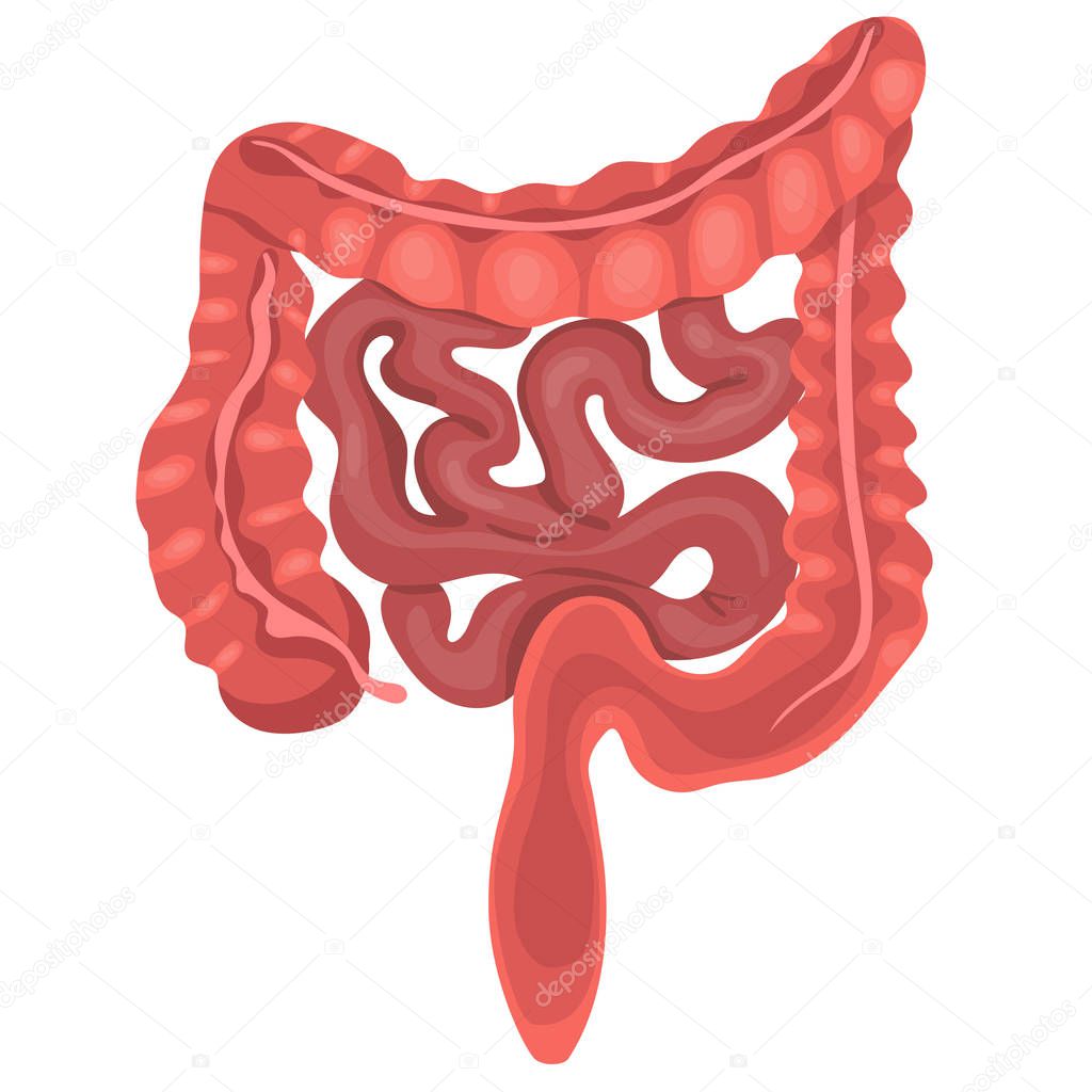 Realistic flat vector illustration of small and large intestine. Human internal organ, digestive tract. Vector illustration isolated on white background.