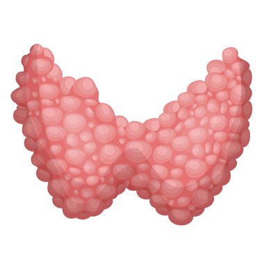 Tiroid. İnsan organı beyaz arka planda izole edilir. Vektör Illustration.