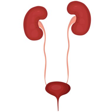 Human kidneys isolate on white background. Vector illustration. clipart