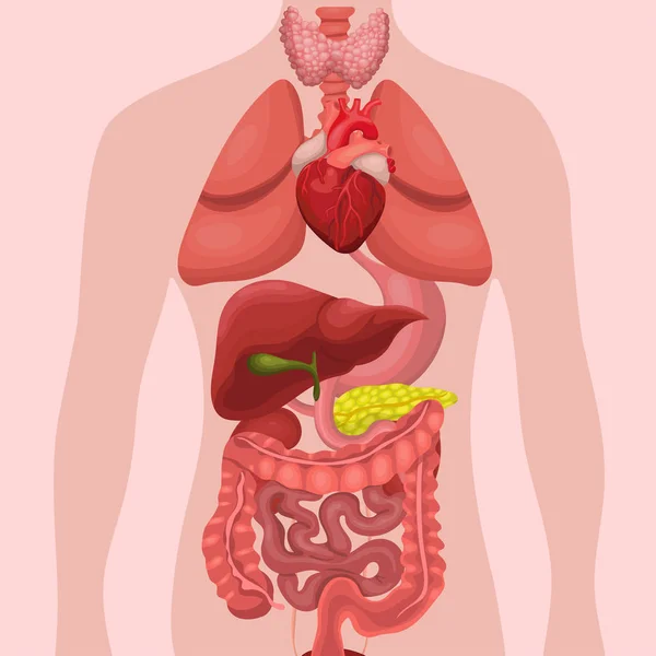 Lidské anatomické orgány vnitřní. Systémy mužného těla a orgánů. lékařské systémy. Vektorová ilustrace — Stockový vektor
