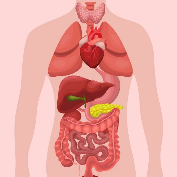 Ανθρώπινα όργανα ανατομίας εσωτερικά. Συστήματα ανθρώπινων σωμάτων και οργάνων. ιατρικών συστημάτων. απεικόνιση διανύσματος — Διανυσματικό Αρχείο
