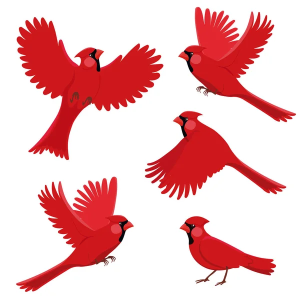 Pájaro cardenal rojo en diferentes posiciones. Ilustración vectorial aislada sobre fondo blanco . — Vector de stock