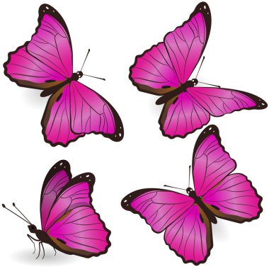 Beyaz arka plan üzerinde izole pembe gerçekçi kelebekler kümesi. Vektör grafikleri.
