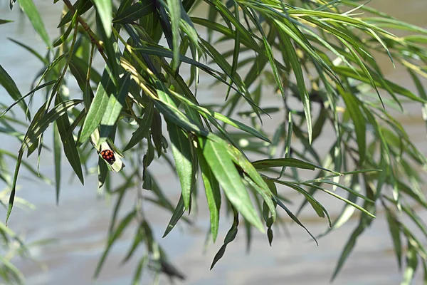 Ladybird zittend op een Willow tak. Plant achtergrond. Zomer foto achtergrond. — Stockfoto