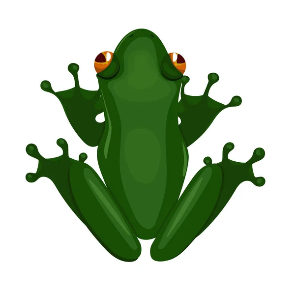 Grenouille verte assise isolée sur fond blanc. Image vectorielle . — Image vectorielle