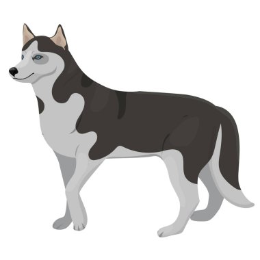 Husky cins köpek. Beyaz arka planda yalıtılmış vektör grafikleri.