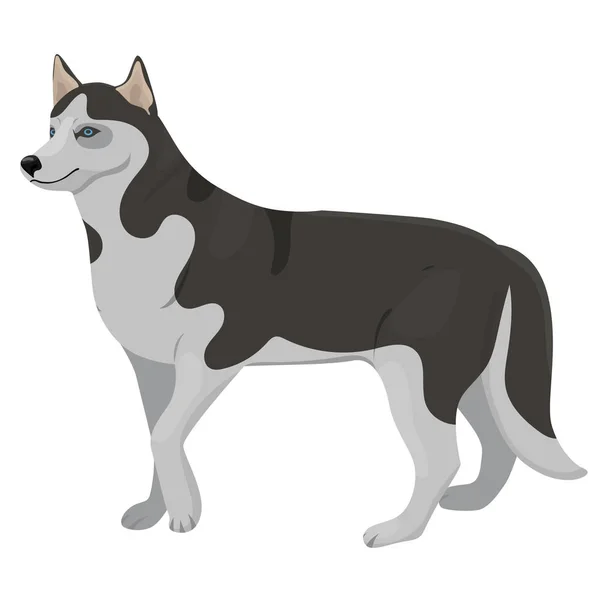 ハスキーは犬を飼育する。白い背景に分離されたベクトルグラフィックス. — ストックベクタ