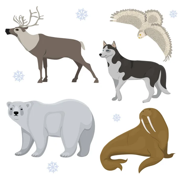 Set of polar animals. Husky, bear, owl, deer, walrus. Vector clip art isolated on white background. — Stock Vector