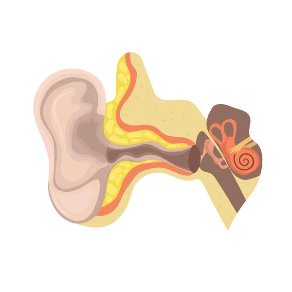 귀의 해부학. 장치는 인간의 귀입니다. 흰색 배경에서 격리된 벡터 템플릿. — 스톡 벡터